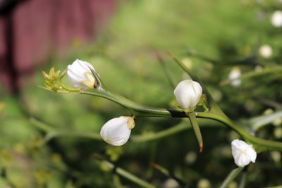 Poncirus trifoliata - citronečník trojlistý - pupen květu